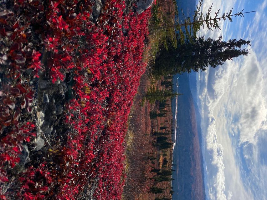 Denali: 5-Hour Guided Wilderness Hiking Tour - Meeting your guide around Denali