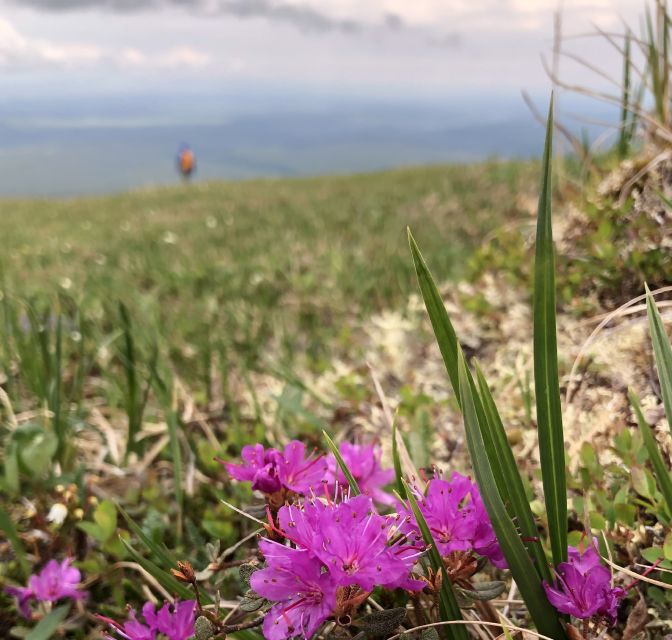 Denali: Denali National Park Walking Tour - Timing, cancellation, and practical booking notes
