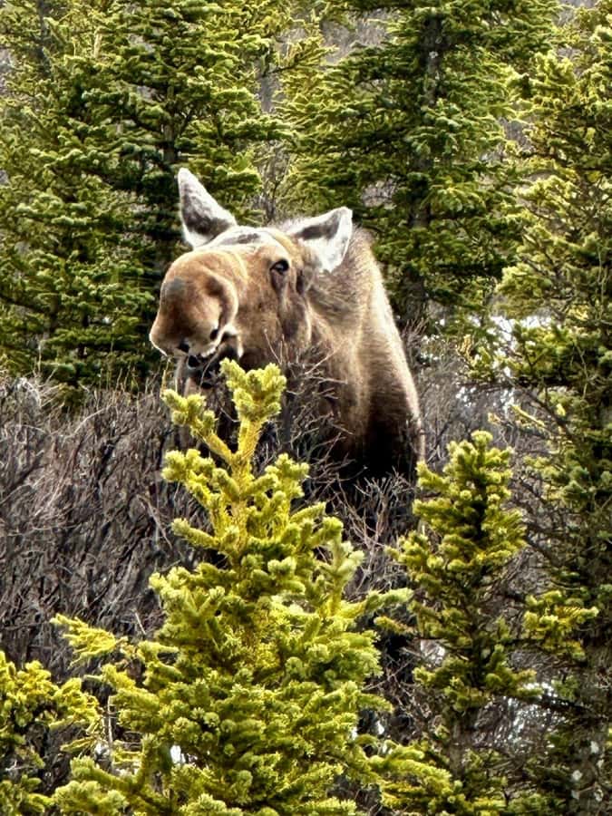 Denali National Park: Full-Day Fairbanks-Denali Adventure - Coghill’s Store in Nenana