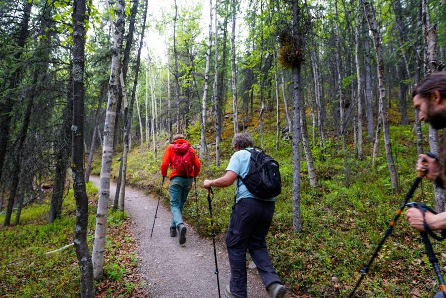 Denali: Naturalist Walking Tour in Denali National Park - Why a Naturalist Walk Adds More Than a Scenic View