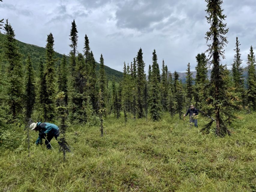 Denali: Naturalist Walking Tour in Denali National Park - What to Bring and How to Prepare