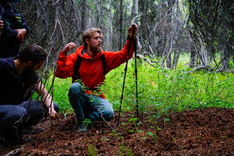 Denali: Naturalist Walking Tour in Denali National Park - The 15-Minute Van Ride From Your Hotel