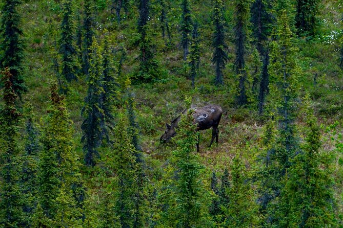 Denali Park Nature Walk (3 Hours) w/Expert Naturalist - Walking Into Denali’s Boreal Forest