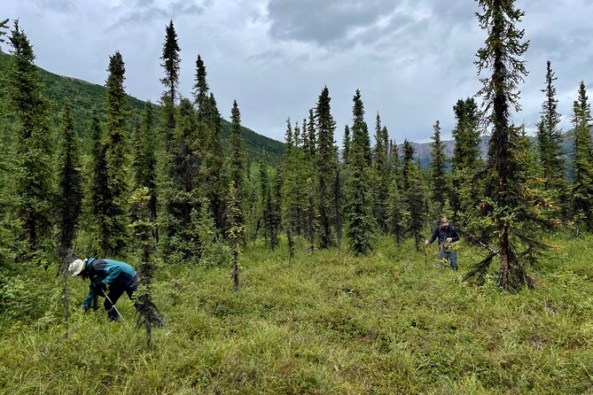 Denali Park Nature Walk (3 Hours) w/Expert Naturalist - Weather, Footwear, and What to Pack