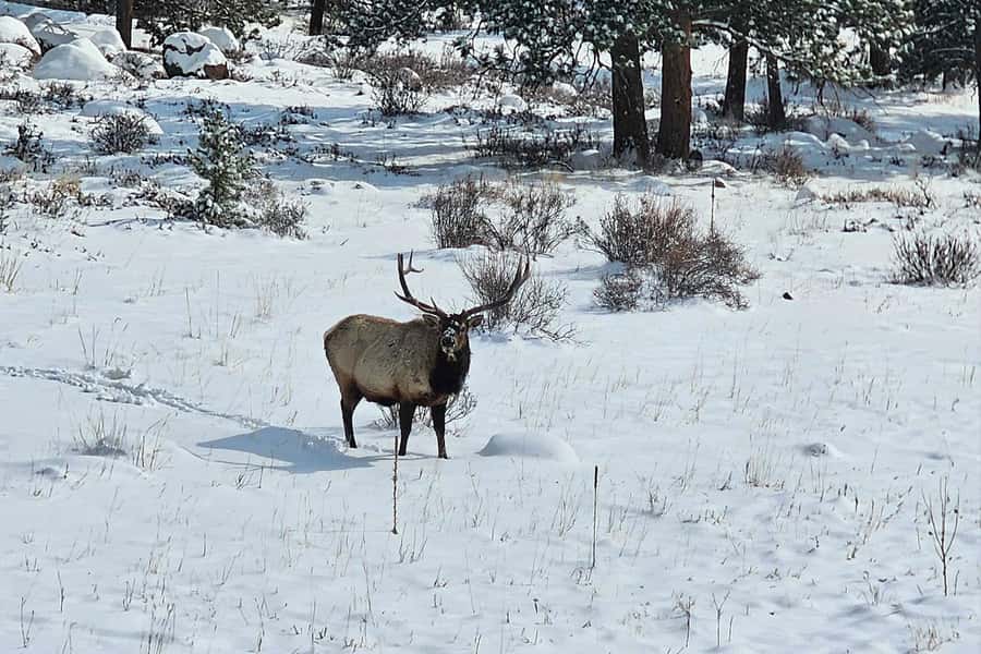 Denver/Boulder: Rocky Mountain National Park Tour - Small towns and changing Colorado scenery