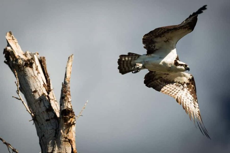 Denver: Private Rocky Mountain National Park Wildlife Tour - Scenic drives, walks, and mountain views
