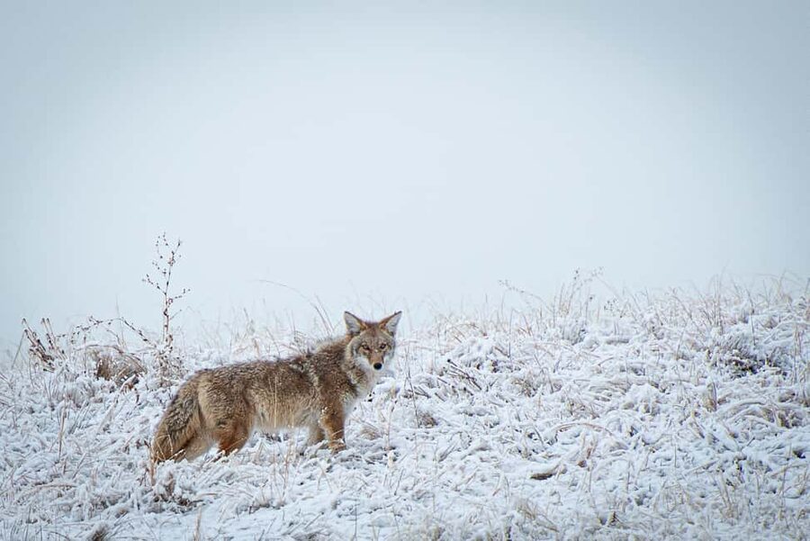 Denver: Private Rocky Mountain National Park Wildlife Tour - The value of a $595 private group