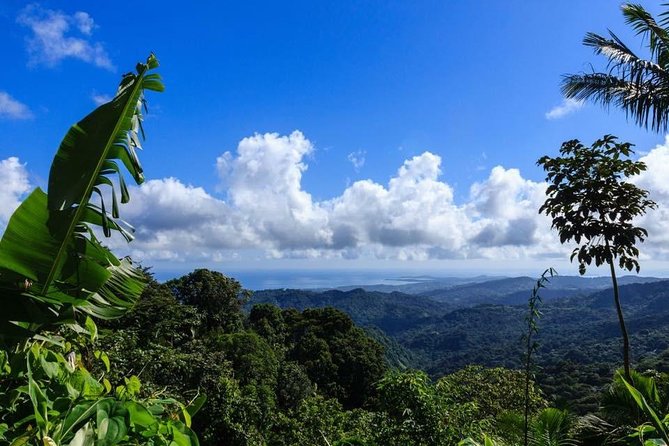 Discover El Yunque National Park: Half-Day Rainforest Tour - Quick takeaways from this El Yunque tour