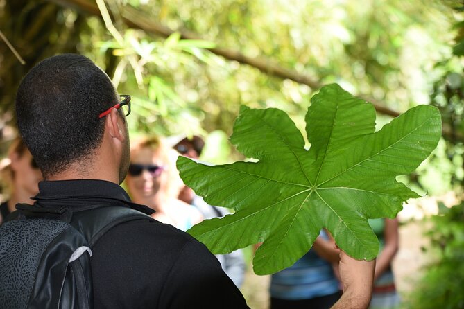 Discover El Yunque National Park: Half-Day Rainforest Tour - Yokahú Tower for the broadest view