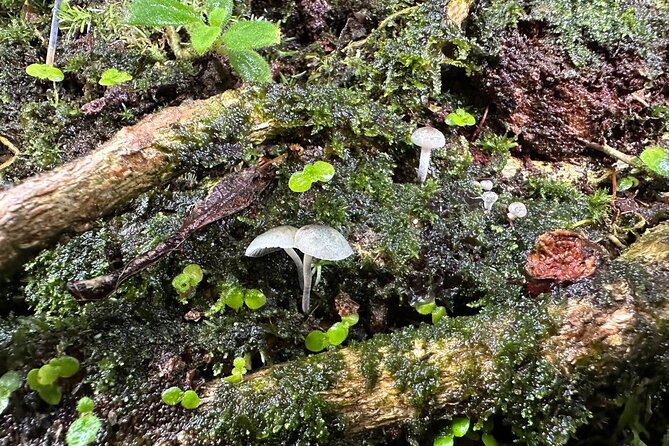 Discover El Yunque National Park: Half-Day Rainforest Tour - Guides, group size, and the human side of the tour