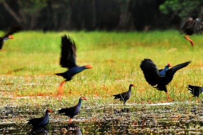 Discover Mua Xuan Nature Reserve