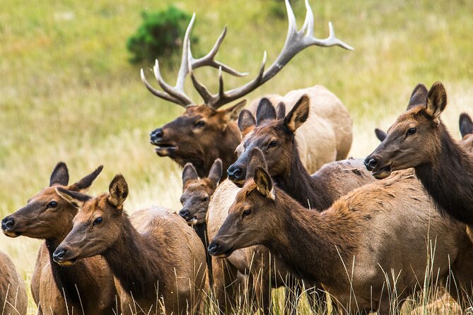Discover Rocky Mountain National Park - Picnic lunch, seasonal limits, and what to pack