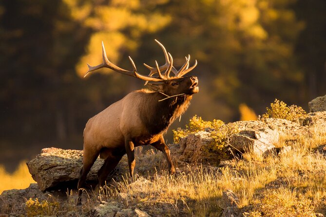 Discover Rocky Mountain National Park - How much value do you get for $199?