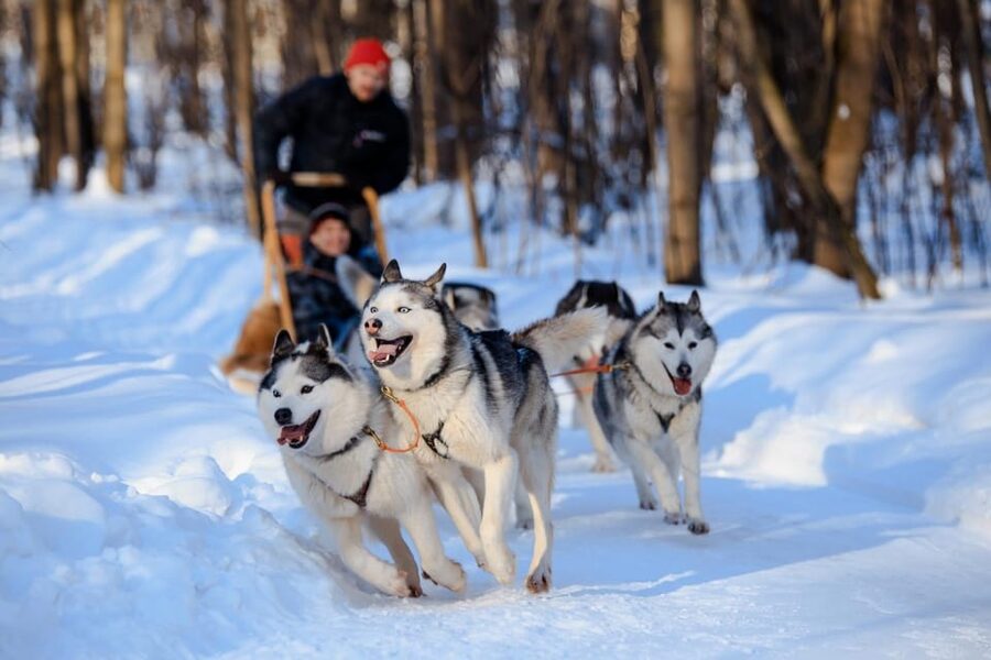 Dog Sledding , Terelj National park ,Chinggis Khaan statue - Key points at a glance