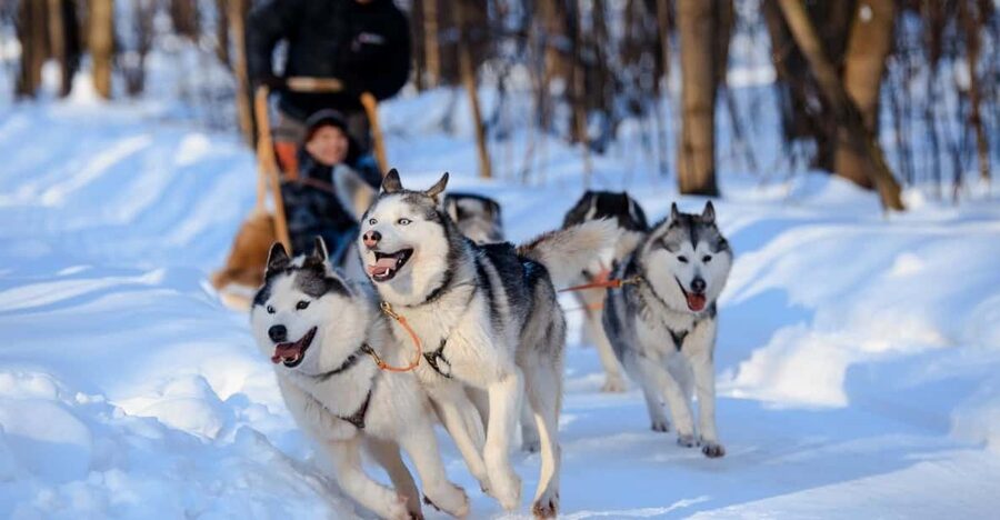 Dog Sledding , Terelj National park ,Chinggis Khaan statue - Terelj National Park and its unusual rock formations