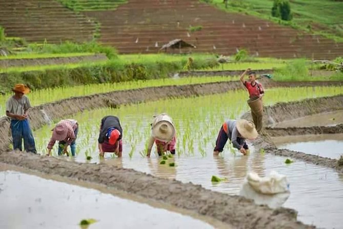 Doi inthanon National Park + 2Hour Fantastic Trekking with Lunch - Choosing Between Pha Dok Seaw and Kew Mae Pan