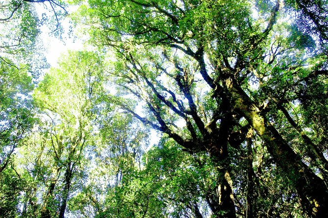Doi Inthanon National Park, Waterfall & Royal Project Day Tour From Chiang Mai - The summit of Doi Inthanon at 2,565 meters