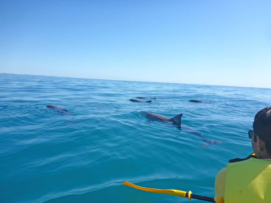 Dolphin Kayak Tour & Beach 4X4 National Park Tour (Private) - Key points to know before booking