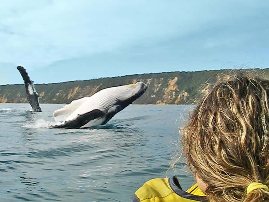 Dolphin Kayak Tour & Beach 4X4 National Park Tour (Private) - Starting in Noosa and heading onto Teewah Beach