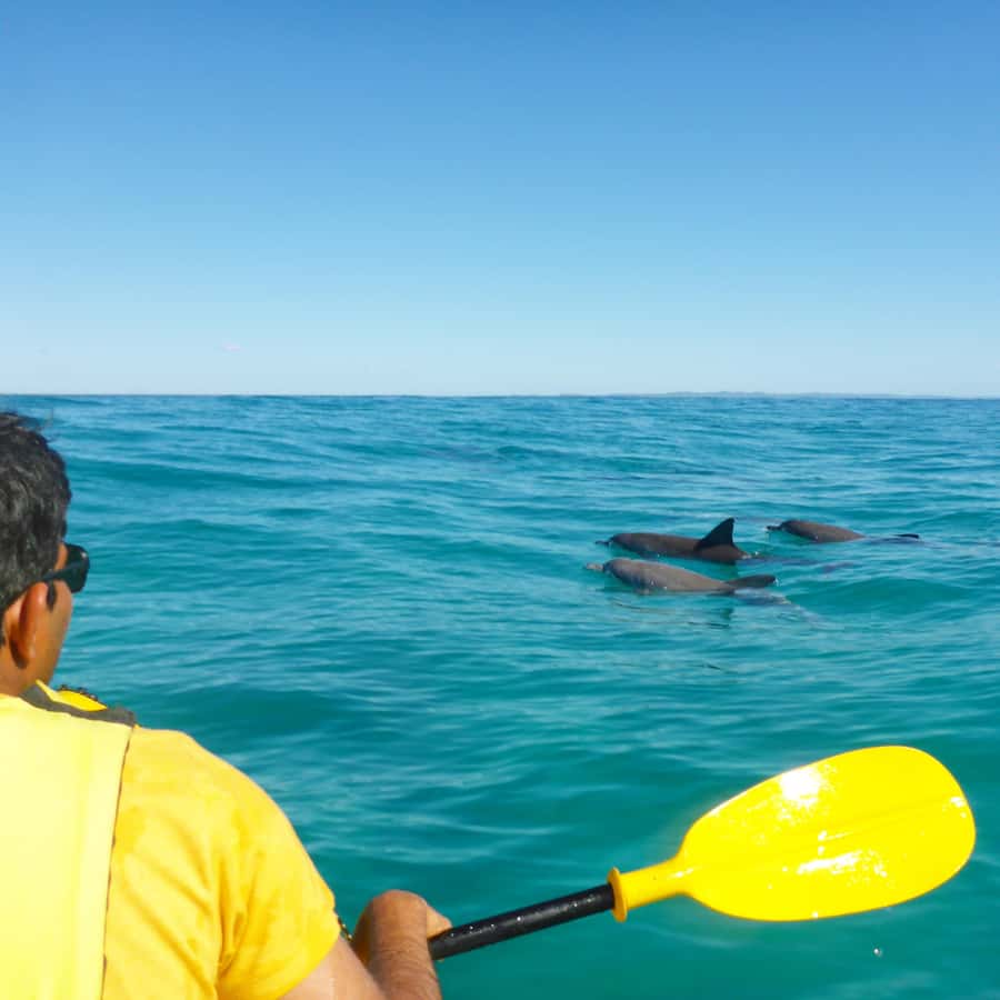 Dolphin Kayak Tour & Beach 4X4 National Park Tour (Private) - Choosing between kayaking, surfing, and SUP