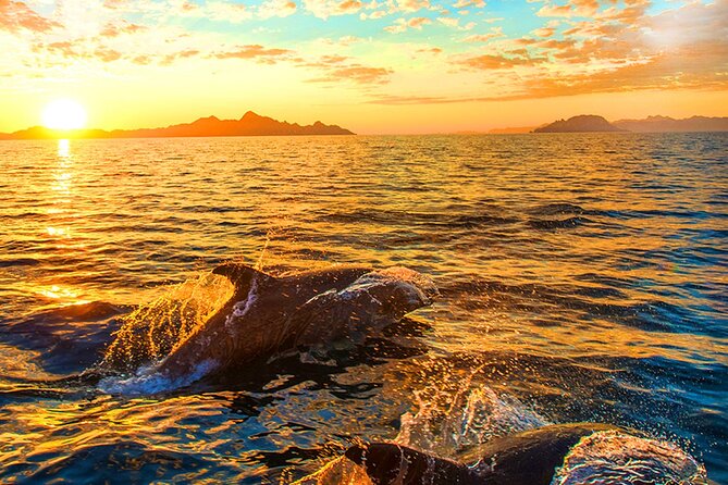 Dolphins Watching in the National Park Brijuni from Pula - Following the Brijuni Coast by Boat