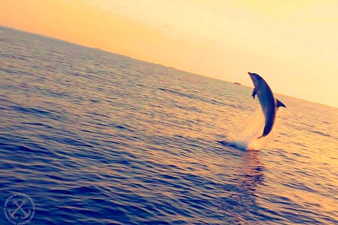 Dolphins Watching in the National Park Brijuni from Pula - Should You Book This Brijuni Dolphin Tour?