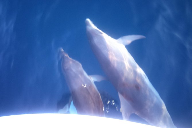 Dolphins Watching in the National Park Brijuni from Pula - How Dolphin Watching Actually Works