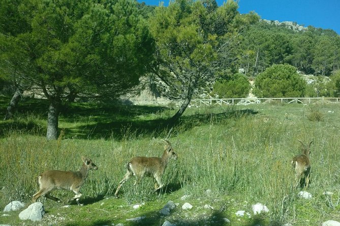 Donana National Park and El Rocío: Guided Tour from Seville - Dehesa de Abajo and Europe’s white storks