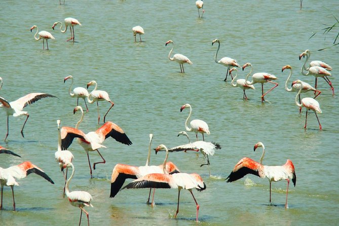 Donana National Park: Guided Day Tour from Seville - Key points at a glance