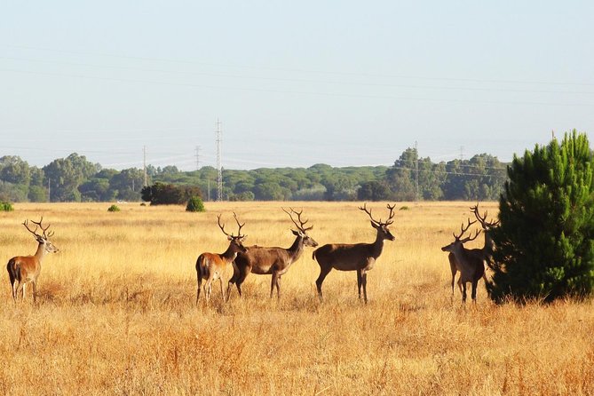 Donana National Park: Guided Day Tour from Seville - Wetlands, seasons, and changing conditions
