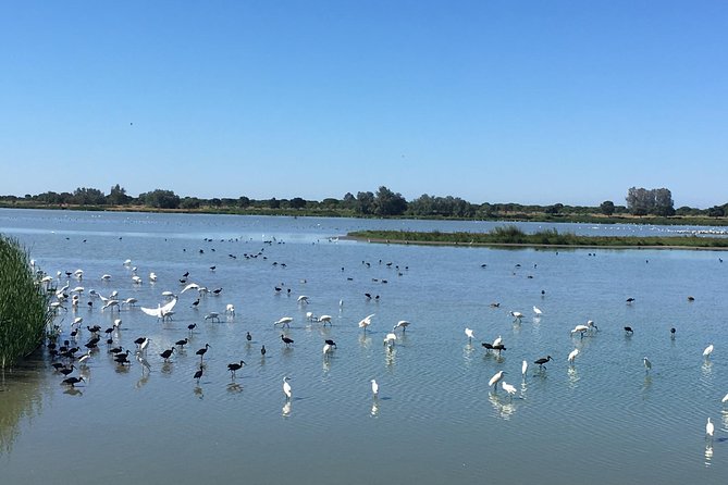 Donana National Park: Guided Day Tour from Seville - The 4x4 question and hearing your guide