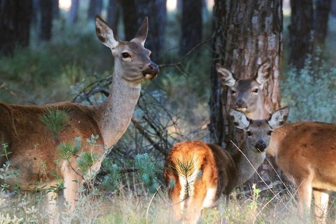Donana National Park: Guided Day Tour from Seville - El Rocío: a town unlike anywhere in Seville