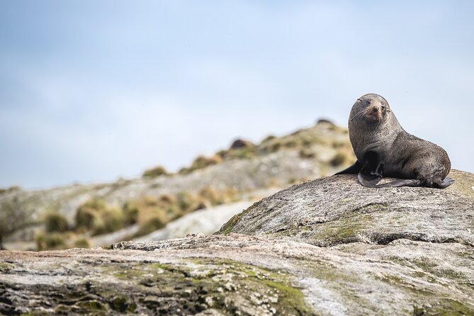 Doubtful Sound Wilderness Cruise from Queenstown - Wildlife adds excitement, but keep expectations sensible
