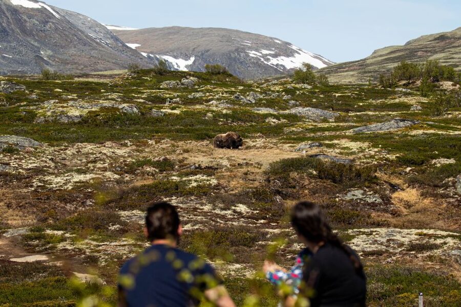 Dovrefjell National Park: Hiking Tour and Musk Ox Safari - Key points before you book