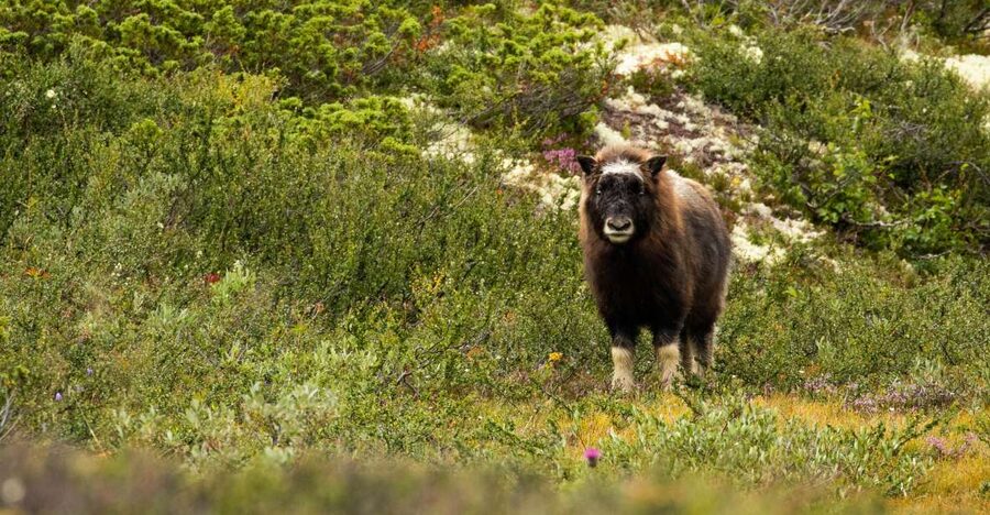 Dovrefjell National Park: Hiking Tour and Musk Ox Safari - Watching wild musk ox from 200 meters