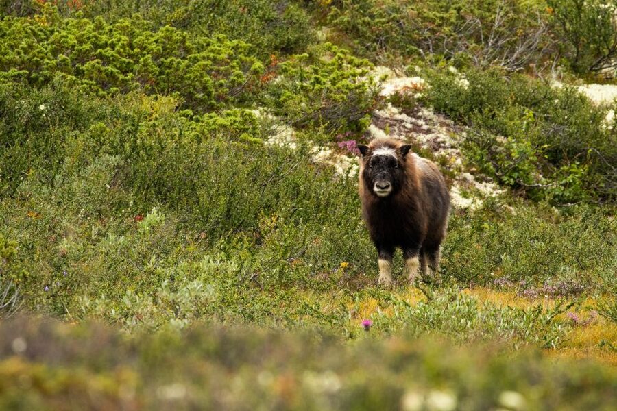 Dovrefjell National Park: Hiking Tour and Musk Ox Safari - What guides Kim and Uwe add