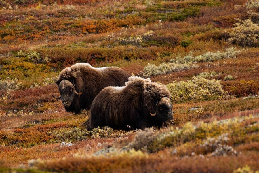 Dovrefjell National Park: Hiking Tour and Musk Ox Safari - Weather, clothing, and the packed lunch rule