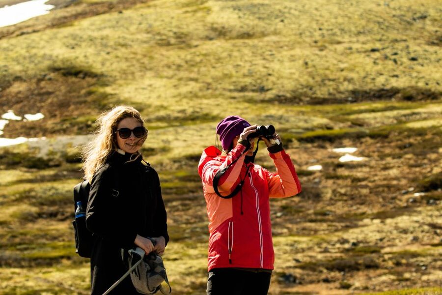 Dovrefjell National Park: Hiking Tour and Musk Ox Safari - Who should book this hike