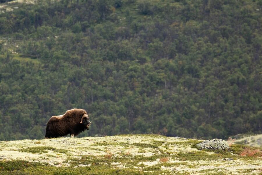 Dovrefjell National Park: Hiking Tour and Musk Ox Safari - Practical timing for your Hjerkinn day