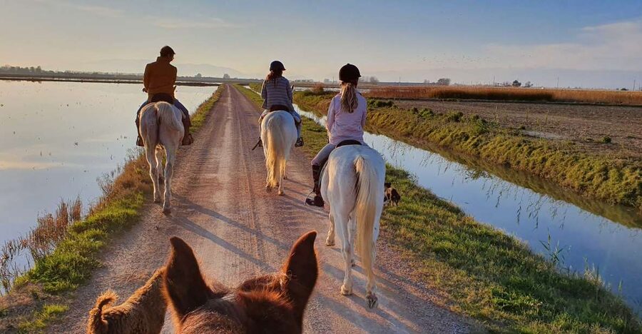 Ebro Delta National Park: Guided Horseback Riding Tour - Key Things to Know Before You Book