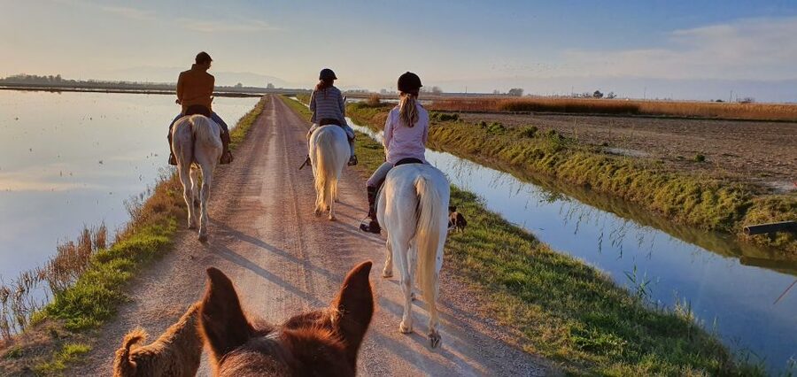 Ebro Delta National Park: Guided Horseback Riding Tour - Starting at Deltanatur in Riumar