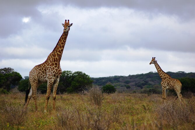 Economic 1Day Maputo Special Reserve Safari(Maputo National Park) - Key points to know before booking