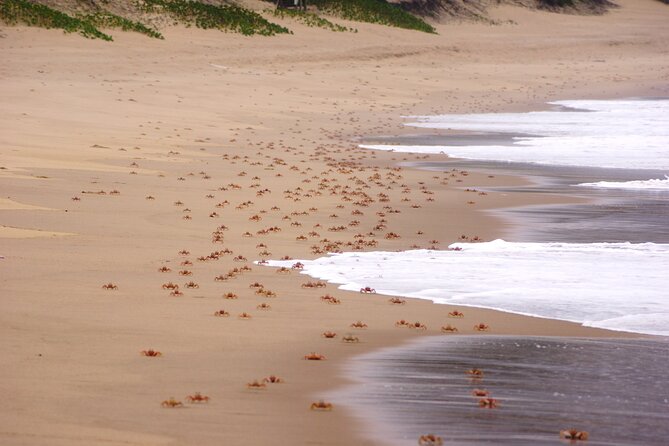 Economic 1Day Maputo Special Reserve Safari(Maputo National Park) - Leaving Maputo for a quieter kind of safari