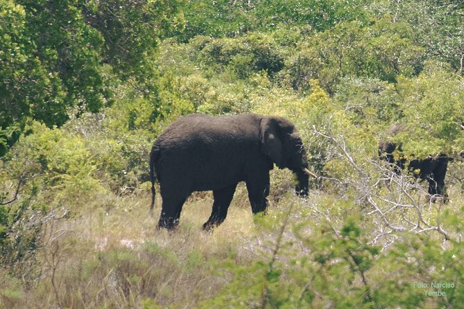 Economic 1Day Maputo Special Reserve Safari(Maputo National Park) - The private vehicle is a real advantage