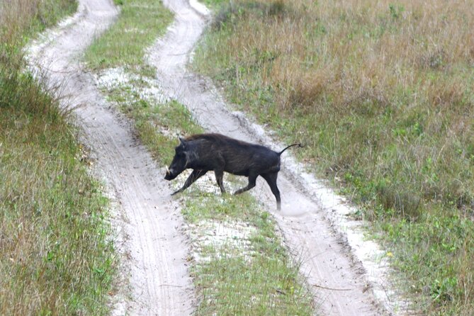 Economic 1Day Maputo Special Reserve Safari(Maputo National Park) - Lunch planning can make or break the day