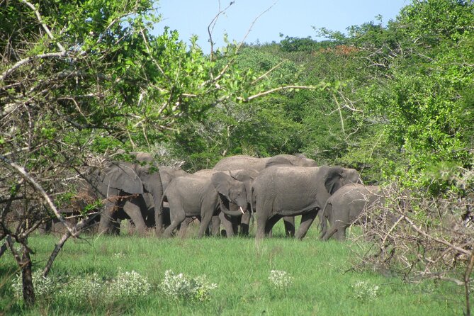 Economic 1Day Maputo Special Reserve Safari(Maputo National Park) - Cancellation and booking advice