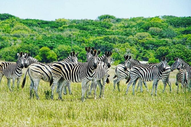 Economic 1Day Maputo Special Reserve Safari(Maputo National Park) - What you can expect inside Maputo Special Reserve