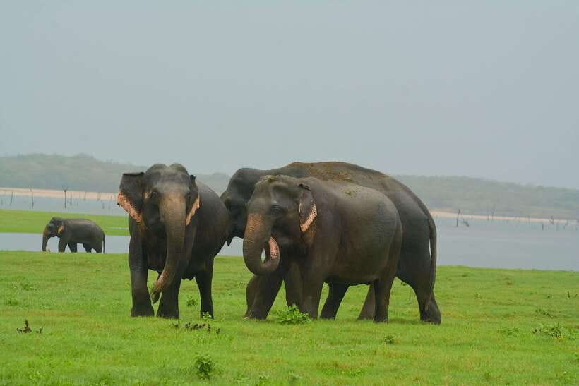 Elephant Jeep Safari at Minneriya National Park - Key points to know before you book