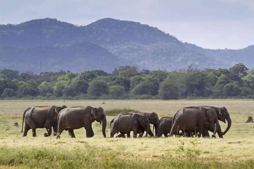 Elephant Jeep Safari at Minneriya National Park - Why Minneriya is one of Sri Lanka’s best elephant outings