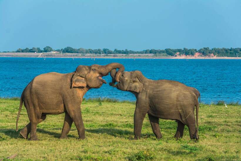 Elephant Jeep Safari at Minneriya National Park - The ancient reservoir and the elephant gathering